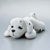 KCT-DOG6