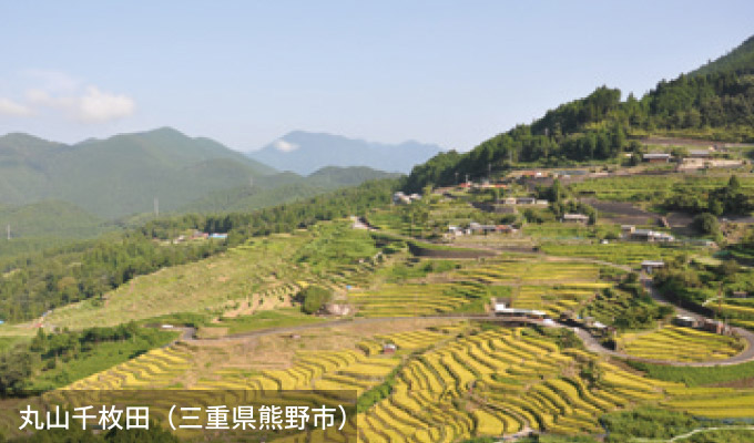 丸山千枚田（三重県熊野市）
