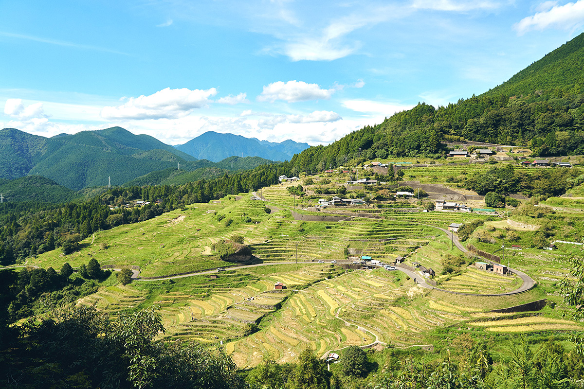 「絶景」の裏側で、守る人が減っていく。丸山千枚田とエレコムグループが向き合う