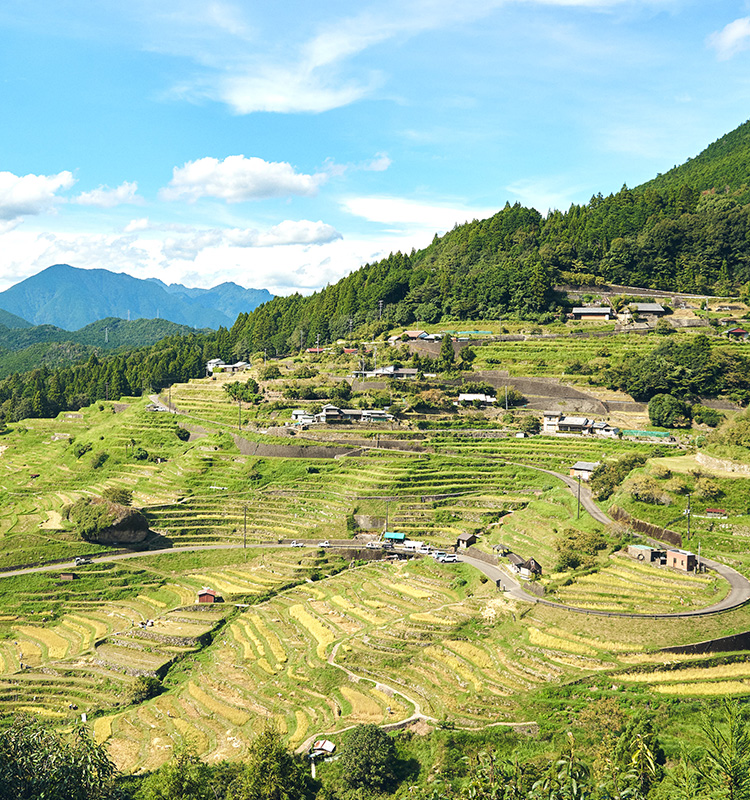 「絶景」の裏側で、守る人が減っていく。丸山千枚田とエレコムグループが向き合う