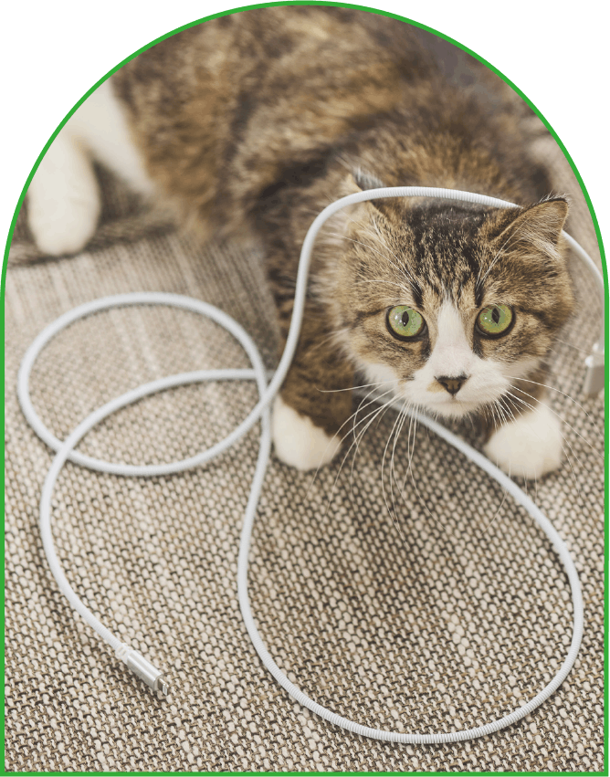 Pet HOME APPLIANCES - ペット家電 | エレコム株式会社