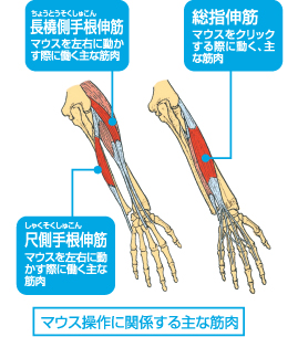 マウス操作に関係する主な筋肉