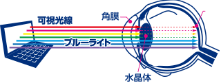 ブルーライト/可視光線/角膜/.水晶体 ブルーライト/可視光線/角膜/.水晶体