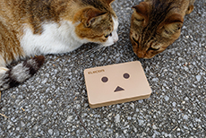 ダンボーHDDと猫